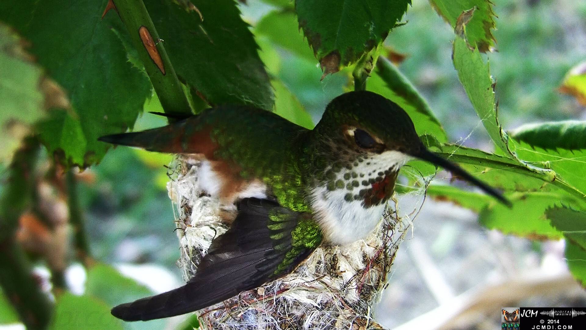 Allen's Hummingbird female in nest 